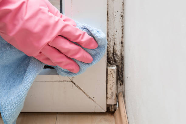 Mold Inspection, Removal & Remediation